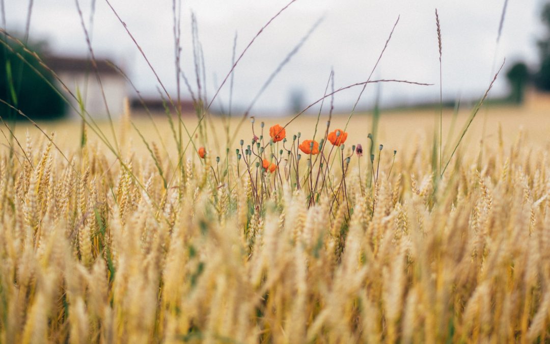 Convertir sa ferme en bio