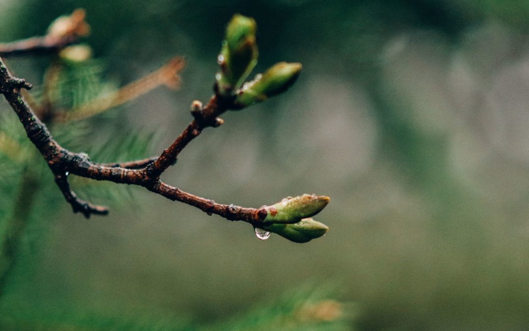 Soutenir la régénération et la restauration de la forêt