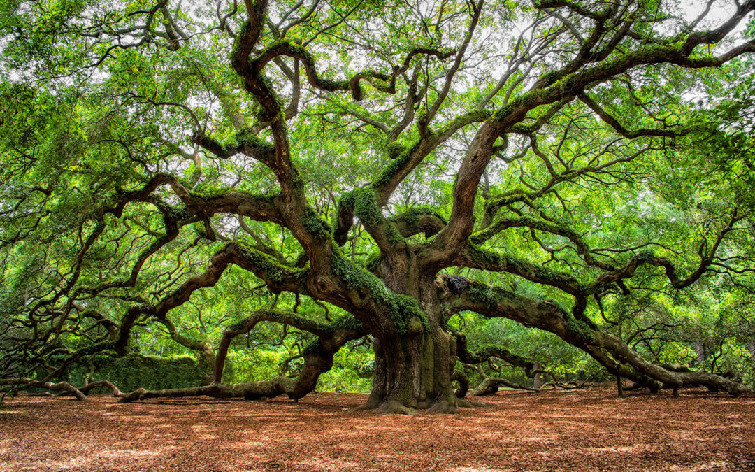 Certifier la forêt en forêt durablement gérée