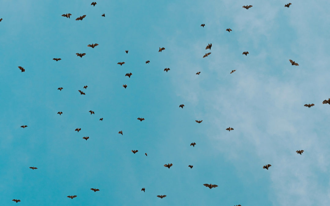 Installer des gîtes pour chauves-souris
