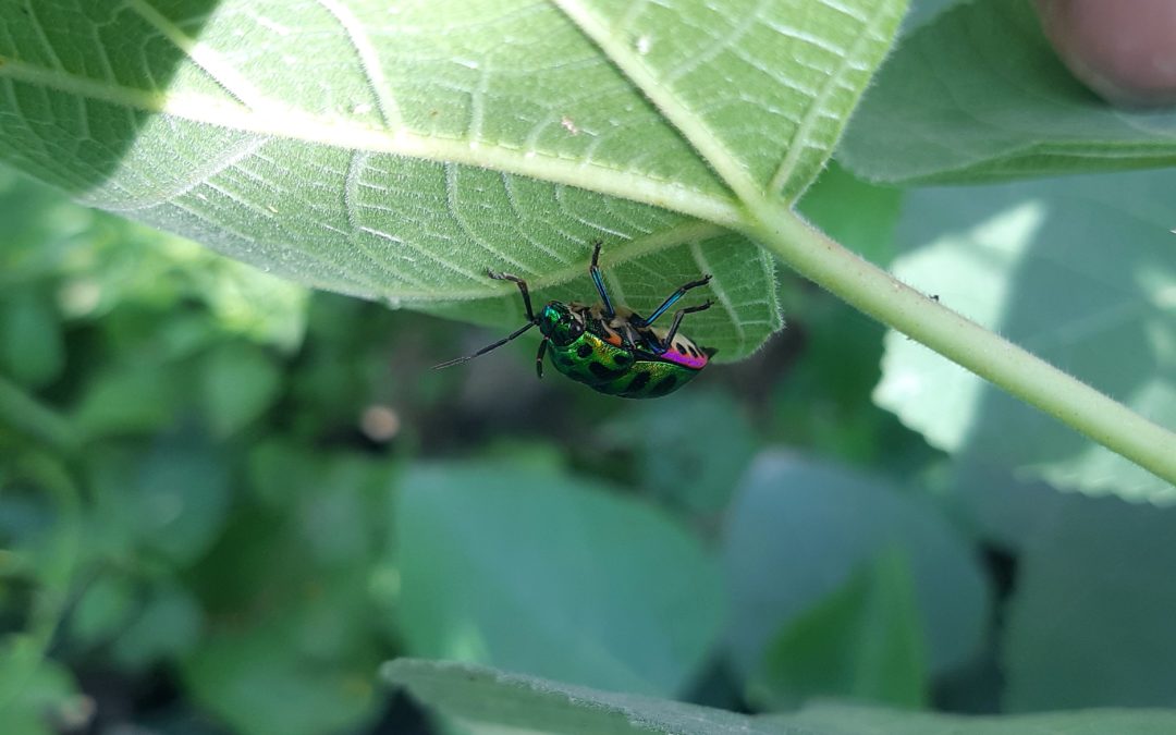 Chaudfontaine : le jardin de Paul est une « Source de Biodiversité »